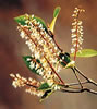 Kamahi Flower