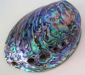 Polished paua shell