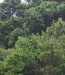 Kanuka
