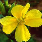 Evening Primrose Flower