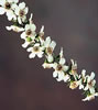 Manuka Flowers